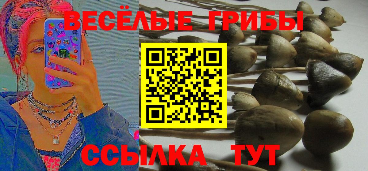 Галлюциногенные грибы Psilocybine cubensis Звенигород